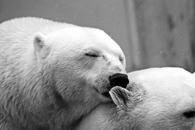 abrazo osos polares abrazo osos polares